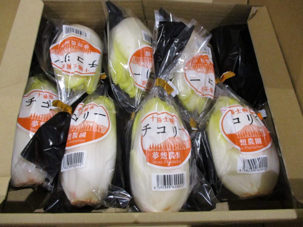 北海道のチコリー